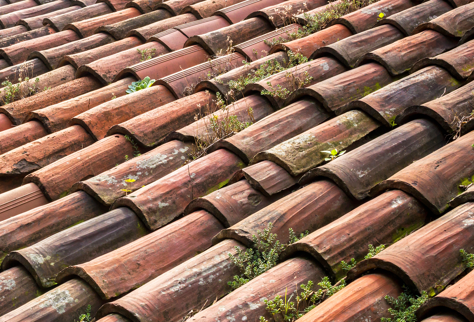 Moss Removal & Prevention